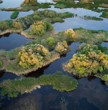 Asociaţia Parcul Văcăreşti anunţă că Administraţia intenţionează să defrişeze vegetaţia de pe dig şi să înlocuiască foişoarele