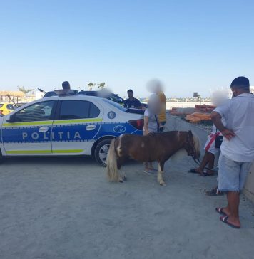 Doi ponei exploatați pentru profit în Năvodari au fost salvați de polițiști – FOTO