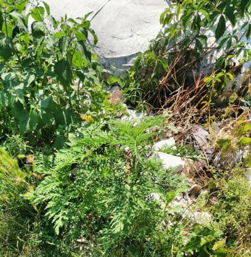 Poliția Locală Sector 2 verifică modul în care proprietarii de terenuri combat ambrozia