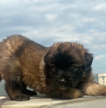 Ilfov: Campania „Umple golul din viaţa ta” continuă şi în sezonul 2022-2023