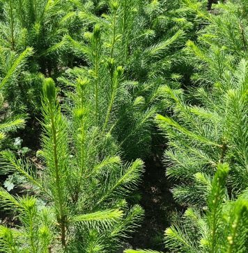 Cu sprijinul Zentiva, 20.000 de copaci devin pădure într-o zonă defrișată din Munții Făgăraș