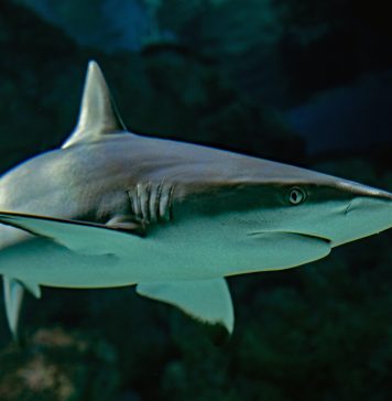 Reuters – O româncă a fost ucisă de rechini în Egipt