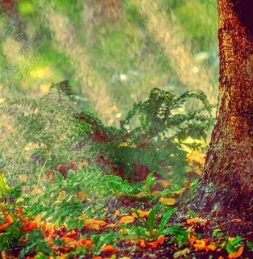 Vreme caniculară în România. Se activează celula de criză pentru caniculă şi secetă/ Lista recomandărilor