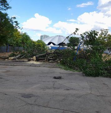 Radu Mihaiu, primarul Sectorului 2, cere amenzi mai mari pentru defrişări ilegale