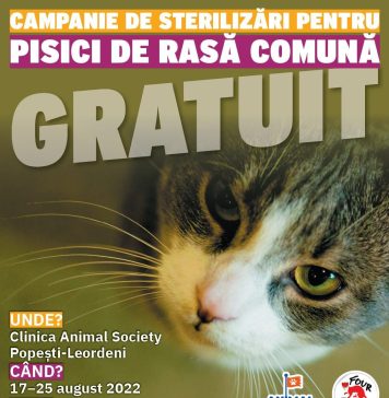 Sterilizări gratuite în Ilfov pentru pisici de rasă comună