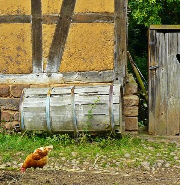 Toaletele din curtea școlii au ajuns pe masa guvernului. Ciucă: „Nu admit niciun fel de scuză!”