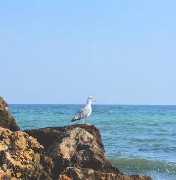 Câţi români au ales Mamaia la inceput de septembrie. 360 de lei pe noapte de persoană la hotel de patru stele