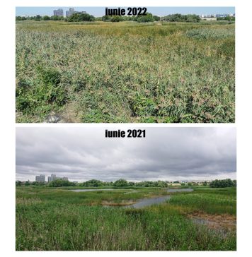 Asociaţia Parcul Văcăreşti atrage atenția: Numeroase specii riscă să dispară din cauza extinderii excesive a stufului