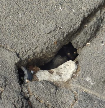 O pisică “asfaltată” sub planșeul Podului Izvor din București a fost salvată după cinci zile – FOTO