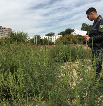 Amenzi de peste jumătate de milion de lei în Sectorul 6, pentru cei care nu și-au curățat terenurile de ambrozie