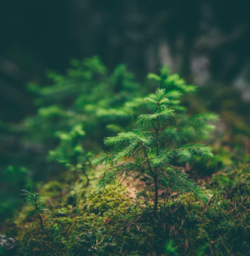 Românii ar putea primi 15.000 lei din partea statului român, printr-un proiect al Ministerului Mediului