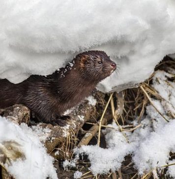 Proiect cu fonduri UE: Nurca va avea insule artificiale construite special pentru ea în Delta Dunării
