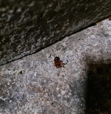 Bistro din Sectorul 2, închis de ANPC. Comisarii au găsit gândaci şi produse expirate – VIDEO