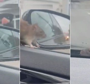 Moment desprins din desene animate în București: Un șobolan sare pe parbrizul unei mașini aflate în mișcare – VIDEO