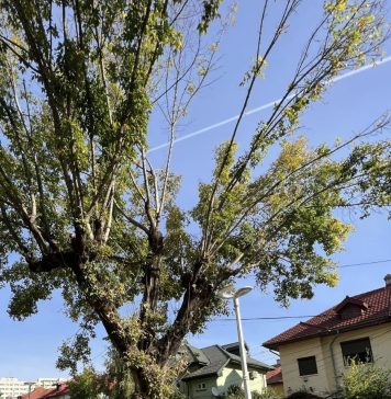Arbore aparent sănătos, marcat pentru defrişare. Primarul Sectorului 2: ”Am pus în funcţiune tomograful pentru copaci”