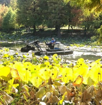 Viceprimarul Horia Tomescu anunţă salubrizarea şi igienizarea lacului din Parcul Circului – FOTO
