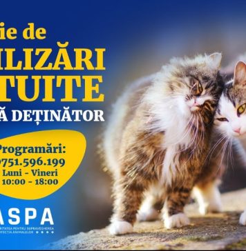 Campanie de sterilizare a pisicilor de rasă comună, fără deţinător, în București