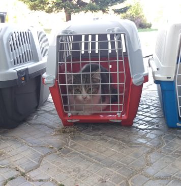 Primăria Capitalei: Prima zi din campania de sterilizare a pisicilor fără deținător, un succes