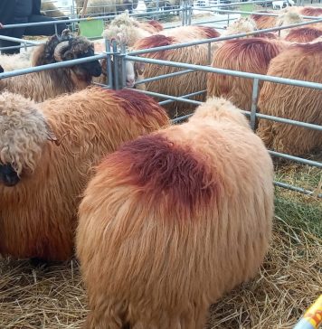 Crescător de animale la INDAGRA 2022: Tineretul nu se mai îndreaptă spre treaba asta – VIDEO