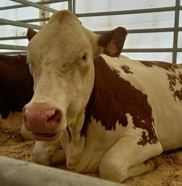 Romanian animal farmers to get over RON 1.39 million in August state aid