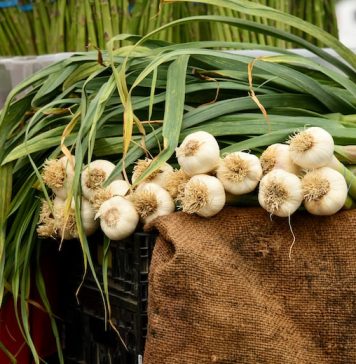 European Commission: Romania is among the top garlic producing countries in the European Union