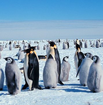 O navă de cercetare polară va studia impactul schimbărilor climatice în Antarctica