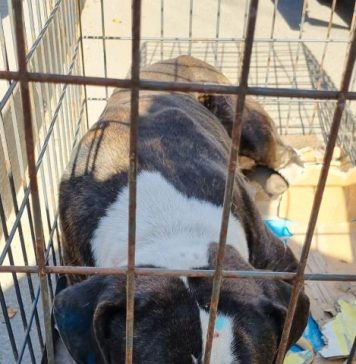 După șapte ani, un bucureștean și-a regăsit câinele pierdut. După nici o zi, animalul a fost aruncat înapoi pe stradă