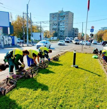 Sector 6: Țara lalelelor” se mută în Sectorul6 ! 200.000 de bulbi de lalele se plantează în această perioadă în mai multe zone