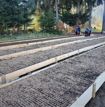 Romsilva va planta aproximativ 3,5 milioane de puieţi forestieri în campania de împăduriri de toamnă