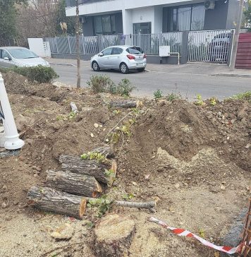 Sectorul 2: O firmă a fost amendată cu 2.000 de lei pentru că a tăiat ilegal mai mulți copaci