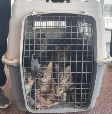 Campania gratuită de sterilizare a pisicilor se mută în Sectorul 6