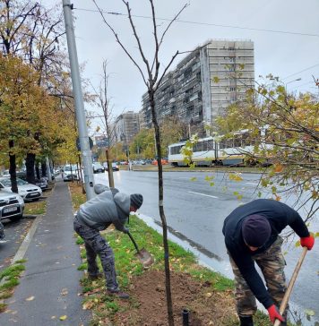 Sectorul 2: Alți 1.200 de copaci au fost plantați pe domeniul public