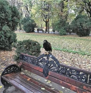 Viceprimarul Capitalei Horia Tomescu: ALPAB testează soluții noi pentru un Cișmigiu curat!