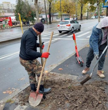 Peste 1.200 de copaci vor fi plantaţi în Sectorul 2 – FOTO
