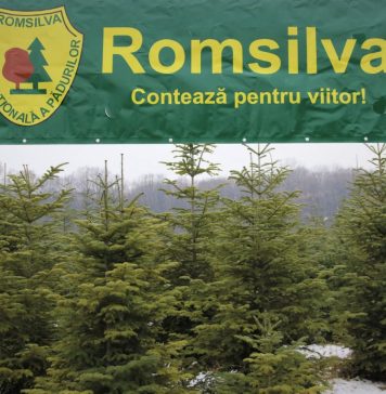 Romsilva scoate la vânzare aproape 31.000 de pomi de Crăciun
