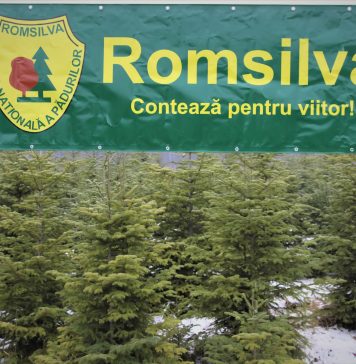 Romsilva oferă spre vânzare peste 30.000 de pomi de Crăciun în sezonul sărbătorilor de iarnă