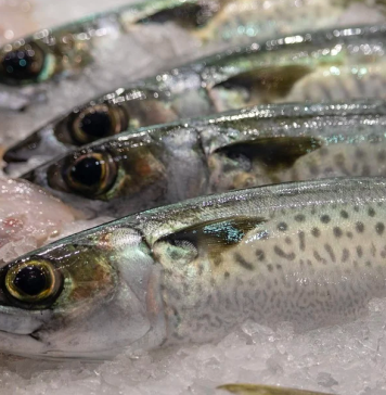 România are la dispoziţie 232 de milioane de euro pentru dezvoltarea sectorului pescăresc până în 2027