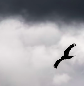 Primăria Capitalei a găsit „soluţia”: 6 ulii și o bufniță au fost aduși să scape Bucureștiul de ciori și porumbei