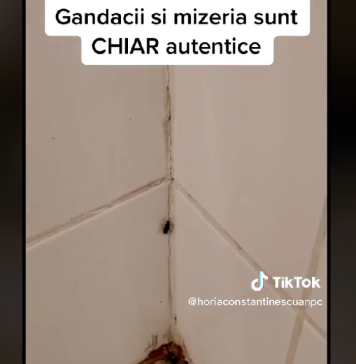 Restaurant din Mega Mall, închis temporar în urma unui control ANPC. Comisarii au găsit gândaci, urme de rugină și igienă precară – VIDEO