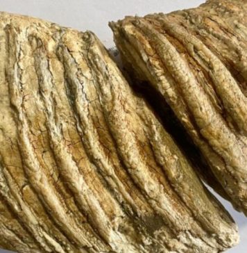 Romanian Police impound 10,000-year-old mammoth molar