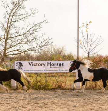 La galop prin Izvorani. Natură și relaxare alături de cai la centrul de echitație Victory Horses – FOTO