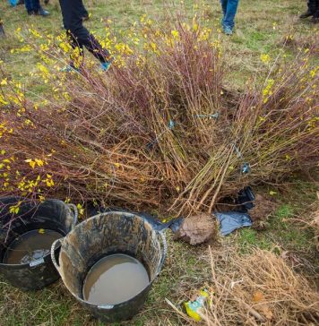 90.000 de copaci ar urma să facă parte din prima pădure comunitară din România