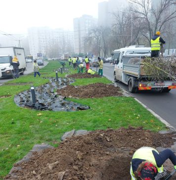 Primăria Sectorului 6 vrea să planteze copaci și gard viu de până la 60 milioane lei