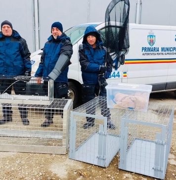 ASPA Bucureşti: Peste 1.500 de câini au fost ridicaţi de pe străzile Capitalei în 2022