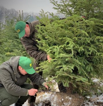 Brazii de Crăciun au apărut în pieţele din municipiul Arad şi majoritatea sunt aduşi din Danemarca