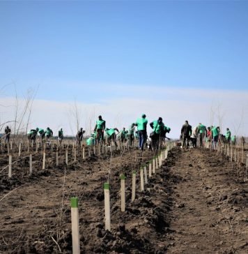 Romsilva înființează alte 60 de hectare de perdele forestiere de protecție în județele Călărași și Brăila