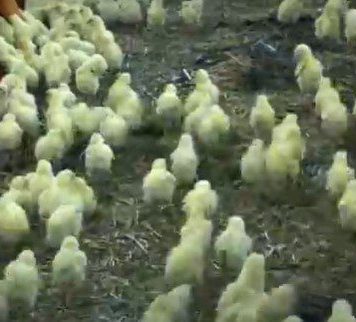 Hală de depozitare a dejecţiilor avicole care funcţiona în oraşul Băicoi fără autorizaţie de mediu, închisă