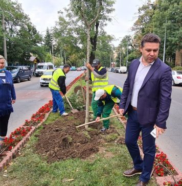 Licitație pentru arbori și gard viu, la sectorul 6, în valoare de 60 de milioane de lei