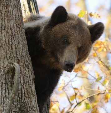 Cinci urși din Argeș vor fi monitorizați GPS pentru le înțelege comportamentul și a preveni conflictele