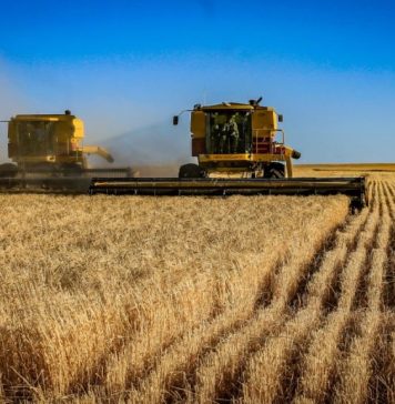 Ucraina: Exporturile de cereale, în scădere în acest sezon